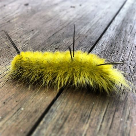 Hanging Out With This Huge Fuzzy Yellow Spiked Caterpilla Flickr