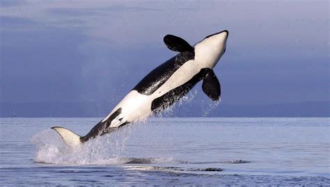 Feds Expand Endangered Southern Resident Killer Whale