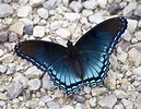Blue Butterfly on the ground image - Free stock photo - Public Domain ...