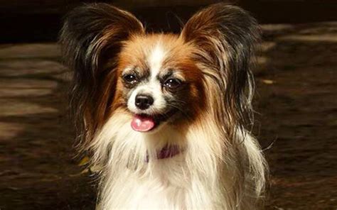 Papillon Puppies Breed Information And Puppies For Sale