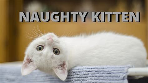 Cat Compilation Naughty Kitten Part 1 Youtube