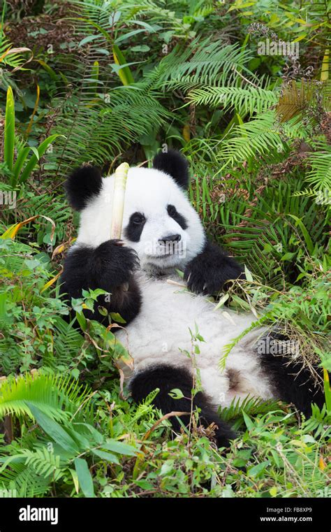 Two Years Aged Young Giant Panda Ailuropoda Melanoleuca China