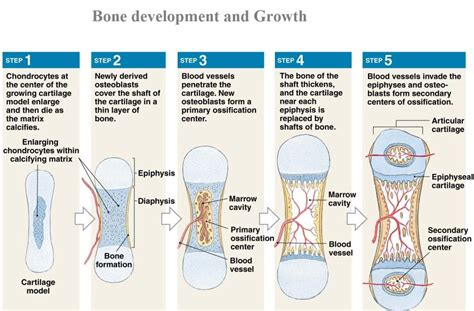 Bone Development Karuna Yoga