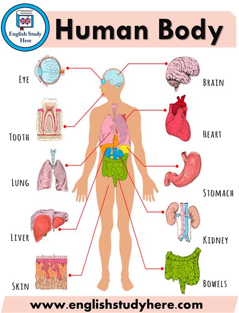 Human Body Parts Name With Picture Pdf