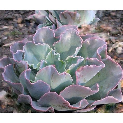 Monrovia Echeveria Ruffles In The Succulents Department At