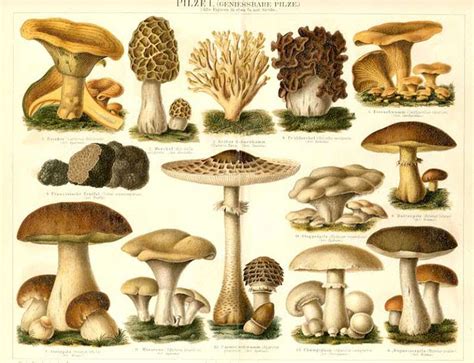 Pacific Northwest Mushroom Identification All Mushroom Info