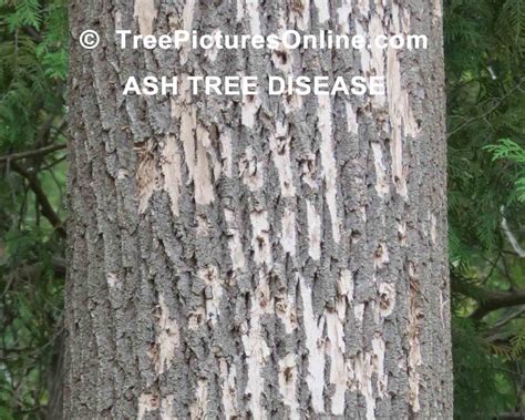 Ash Tree Pictures Images Photos Facts On Ashs