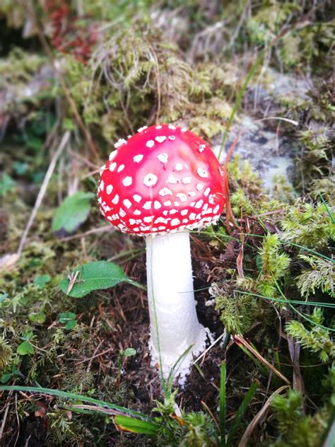 Amanita Muscaria Found On The Italian Alps Rshrooms