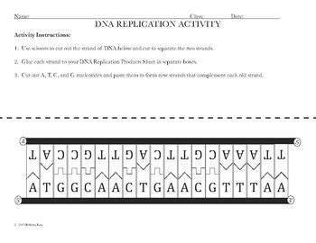 Learn vocabulary, terms, and more with flashcards, games, and other study tools. Dna Replication Worksheet 21 Answers - Worksheet List