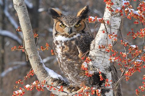 Wild Profile: meet the great horned owl | Cottage Life