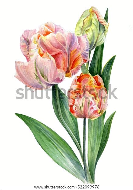 Watercolor Tulips Parrot Lady Isolated On Stock Illustration 522099976