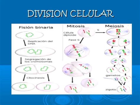 Descubre Todos Los Tipos De Reproducción Celular ¡fÁcil Y Resumido