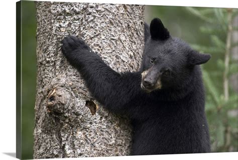 Black Bear Ursus Americanus Cub In Tree Safe From Danger Orr