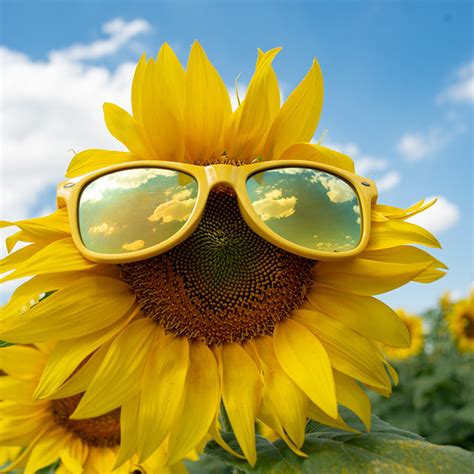 Sunflower Spring Instructions