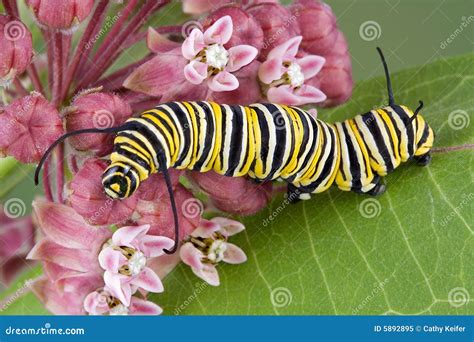 Trattore A Cingoli Del Monarca Sul Milkweed C Immagine Stock Immagine