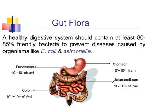 Gut Flora And Health