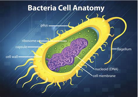 An In Depth Look At The Structure And Functions Of The Cell Membrane