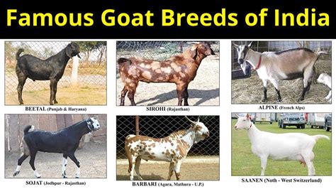 Famous Goat Breeds Of India Most Demanding Goat Breeds For Milk And Meat In India Krishi