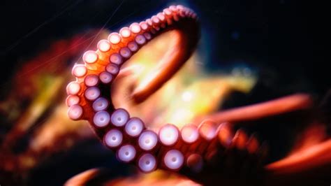 Hd Octopus Wallpapers Pixelstalknet
