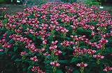 Chelone Turtlehead Flowers Pictures