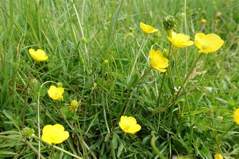 Buttercup Claire Gardener Homeopathy