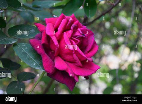 A Wonderful Red Rose Symbol Of Love Stock Photo Alamy