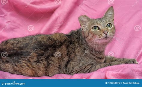 Striped Cat With A Clipped Ear Stock Image Image Of Friendly Hungry