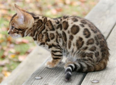 Here is what you need the questionnaire you will be asked to fill out the cat adoption application. Pin on pets