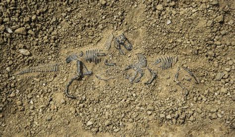 Fossil Dinosaur Fight Dig Bones Dinosaur Fight Fossil Tyrannosaurus
