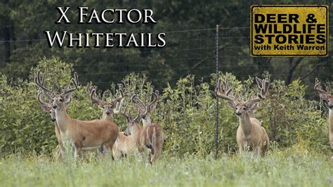 Deer And Wildlife Stories X Factor Whitetails Deer Farming Youtube