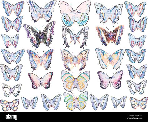 Collection Of Exotic Butterflies Vectors Stock Vector Image And Art Alamy