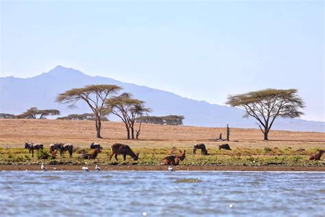 6 Days Lake Nakuru Bogoria Baringo Naivasha And Masai Mara Safari