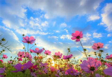 Top 113 hình nền bông hoa đẹp nhất không thể bỏ qua thpthaibatrung
