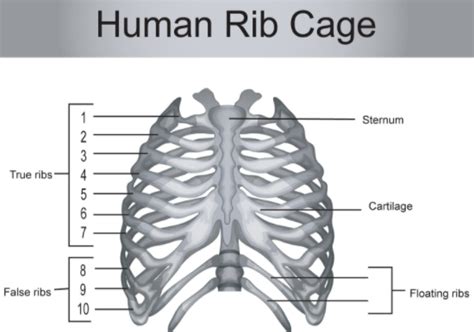 What Organs Are Located On The Left Side Of Your Body Below The Rib Cage