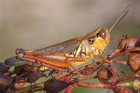 Maryland Biodiversity Project Red Legged Grasshopper Melanoplus