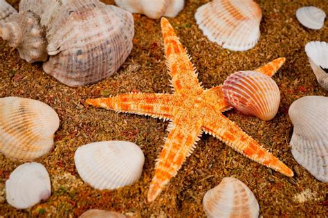 Sea Star And Seashells Of Different Color And Size Shot Close Up Stock