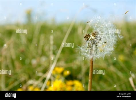 Dandelion Wish Blowing In The Breeze Stock Photo Alamy