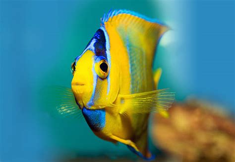 The 27 Best Tropical Fish For Beginners With Images Herriots House Pets