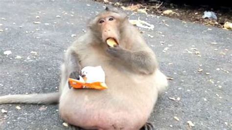 Uncle Fatty The Obese Monkey Has Completed His Weight Loss Camp Bbc