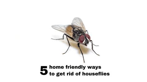 How To Get Rid Of Houseflies At Home Naturally Allbetter