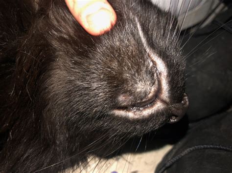 My Cat Has Scabs On His Chin I Was Wondering What It Could Be And What