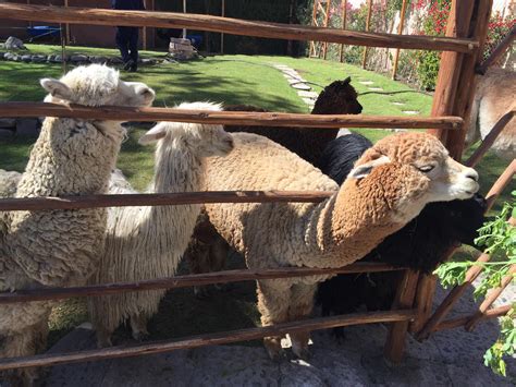 Alpacas Want Some Leaves To Eat Photo Taken At Mundo Alpaca In