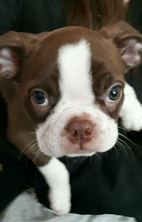 Find boston terrier puppies and breeders in your area and helpful boston terrier information. Boston terrier puppys | in Fulwood, Lancashire | Gumtree