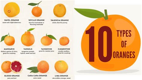 Types Of Oranges 10 Types Of Oranges Youtube