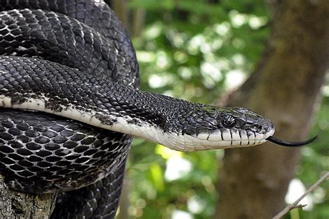 Are Black Snakes Harmful To Dogs