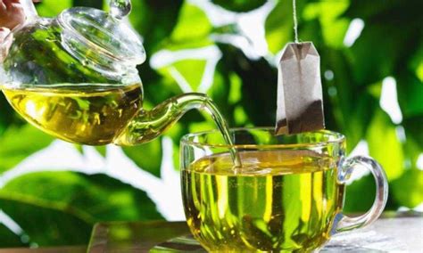 It comes from the plant species camellia sinensis. Best Time to Drink Green Tea | Green Tea Ace