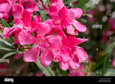 Oleander Nerium Oleander Vaucluse France Stock Photo Alamy
