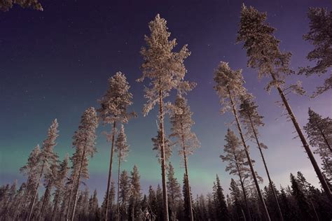 Long Pine Trees Winter Northern Lights Hd Nature 4k Wallpapers