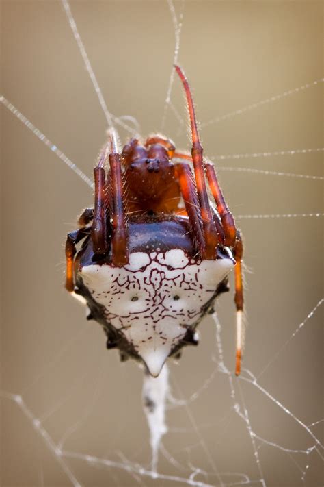 Florida Orbweaver Spiders Matthew Paulson Photography