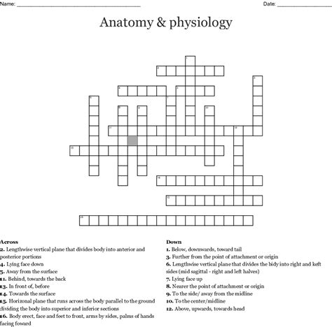 Humerus bone quiz for anatomy and physiology! Similar to Body Structure/Anatomical Terms Crossword ...